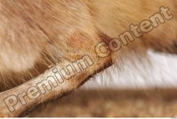 Leg Whole Body Muskrat Animal photo references