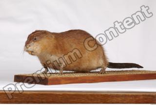 Muskrat-Ondatra zibethicus 0022