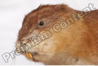 Muskrat-Ondatra zibethicus 0023