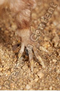 Muskrat-Ondatra zibethicus 0043