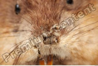 Muskrat-Ondatra zibethicus 0045