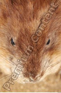 Muskrat-Ondatra zibethicus 0047