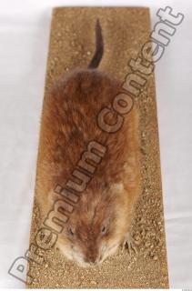 Muskrat-Ondatra zibethicus 0048