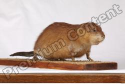 Muskrat-Ondatra_zibethicus