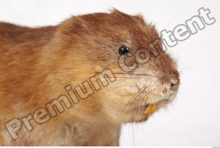 Muskrat-Ondatra zibethicus 0050