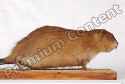 Muskrat-Ondatra_zibethicus