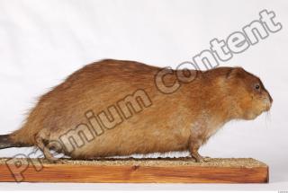 Muskrat-Ondatra zibethicus 0063