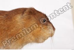 Muskrat-Ondatra_zibethicus