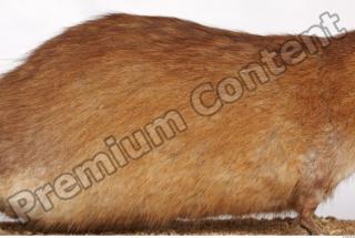 Muskrat-Ondatra zibethicus 0066