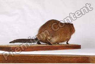 Muskrat-Ondatra zibethicus 0078