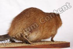 Muskrat-Ondatra_zibethicus