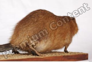 Muskrat-Ondatra zibethicus 0079