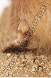 Muskrat-Ondatra_zibethicus