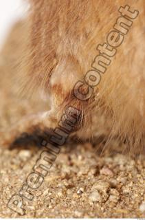 Muskrat-Ondatra zibethicus 0088