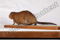 Muskrat-Ondatra_zibethicus