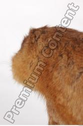 Muskrat-Ondatra_zibethicus