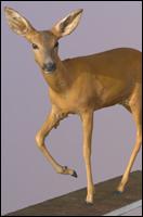 3D Scan of Doe (Caprelous Caprelous)