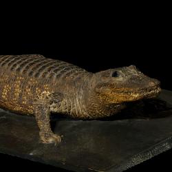 3D Scan of Crocodile