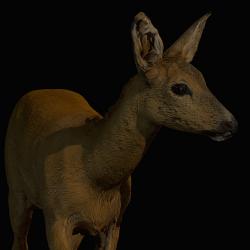 3D Scan of Doe