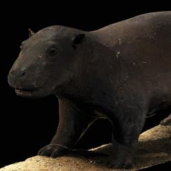 3D Scan of Hippopotamus