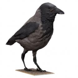 Base Scan Crow
