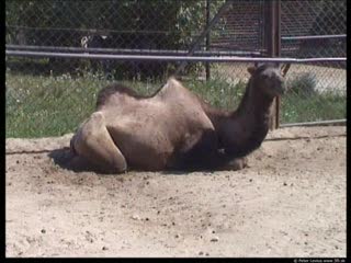 Camel movie