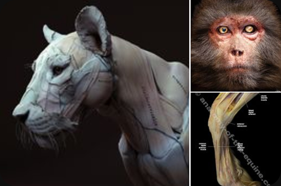 ANIMAL REFERENCE