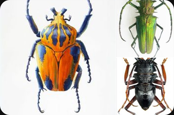 INSECT REFERENCE